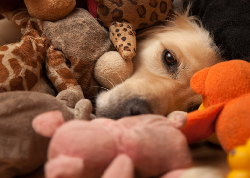 Dog surrounded with stuffed animals