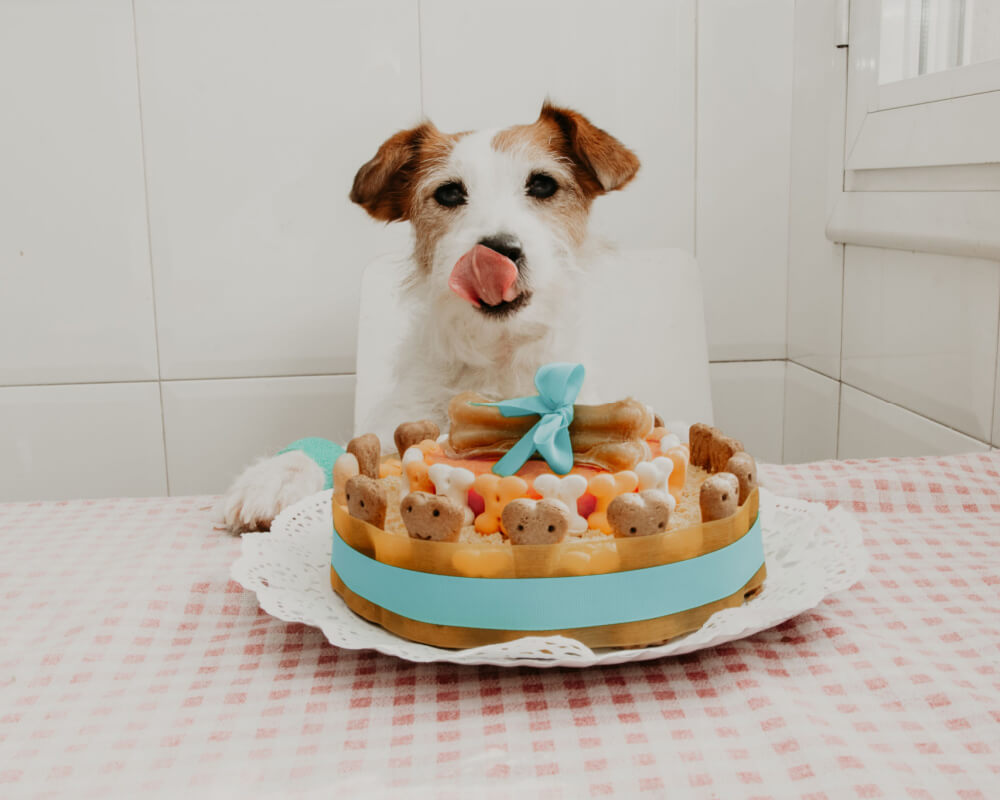 Dog Bone Cake JRT Birthday 2