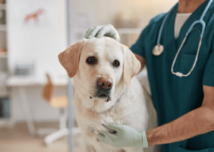 A veterinarian tends to a Labrador retriever in a clinical setting