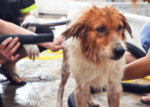A medium sized rescued dog is being blow-dried by a person in an animal sanctuary