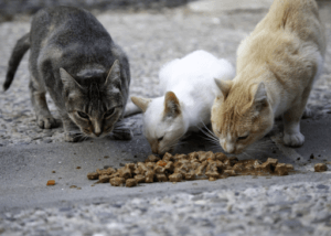 Street cats eating cat food on the street