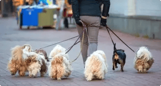 Dog Walking