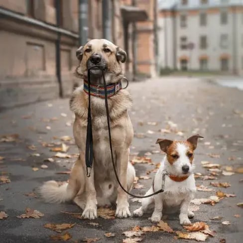 Dog walking