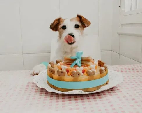 Pet bakeries