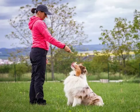 Pet training
