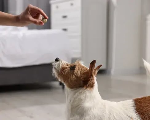 Pet wellness