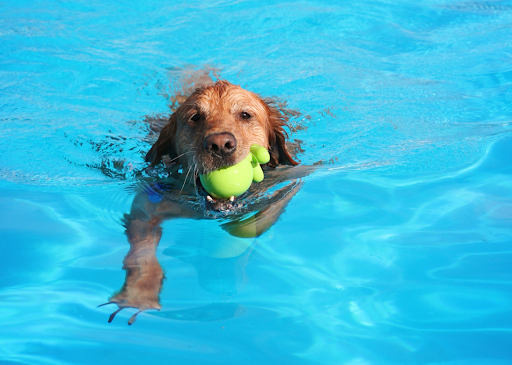 Swimming dog with toy in mouth