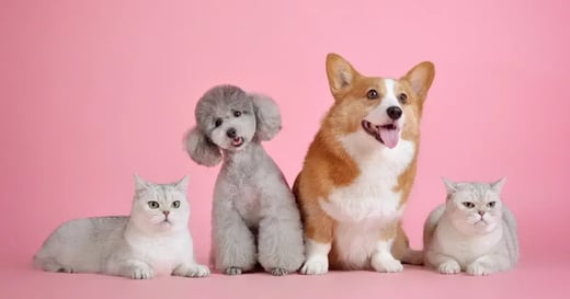 Owning a Pet Store: 6 Must-Have Skills