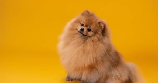 Pet Store Employee Training: 6 Critical Topics