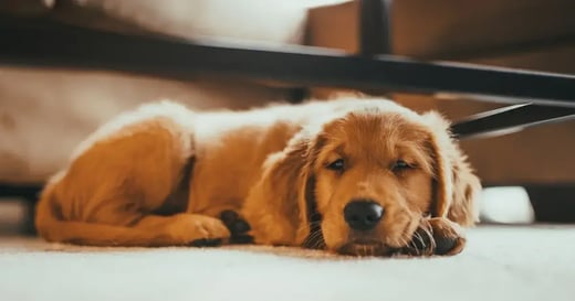 Pet Store POS Software: 6 Must-Have Features [+ Top Providers]