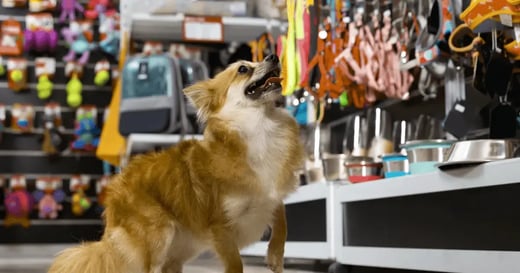 Best Franpos Alternatives for Pet Stores (2026)