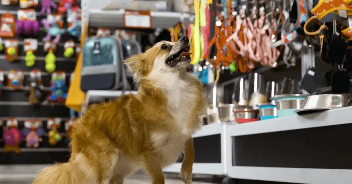 Best FranPOS Alternatives for Pet Stores (2026) BLOG