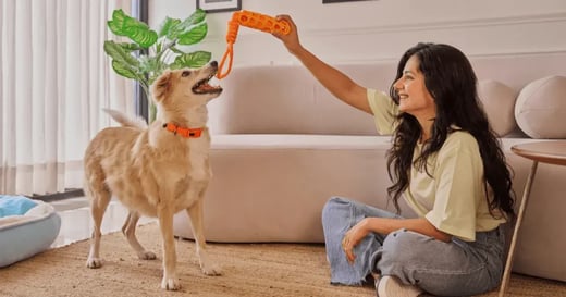 New Pet Checklist: 50 Essentials To Stock in Your Pet Shop