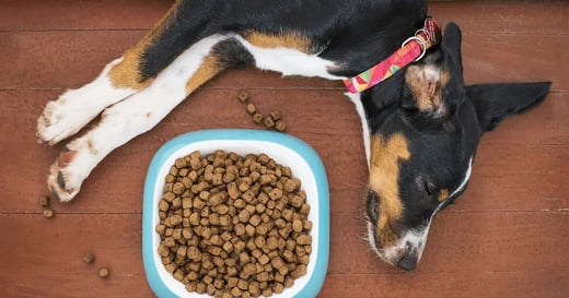 ANSWERED: What Is a Good Inventory Turnover Ratio for Pet Stores?