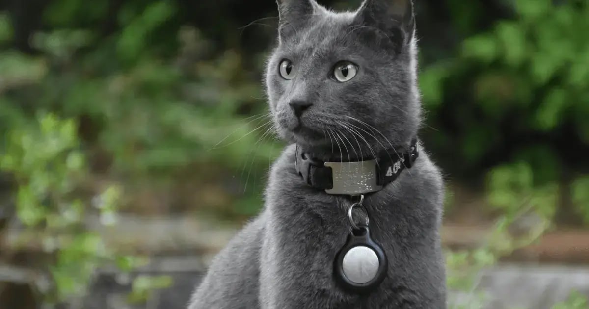 PET 52925 Airtag Collar BLOG