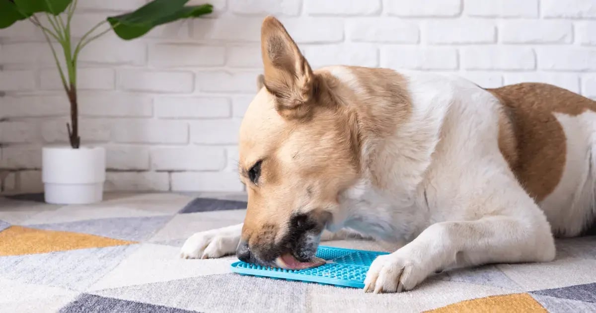 PET 52925 Animal Lick Mats BLOG