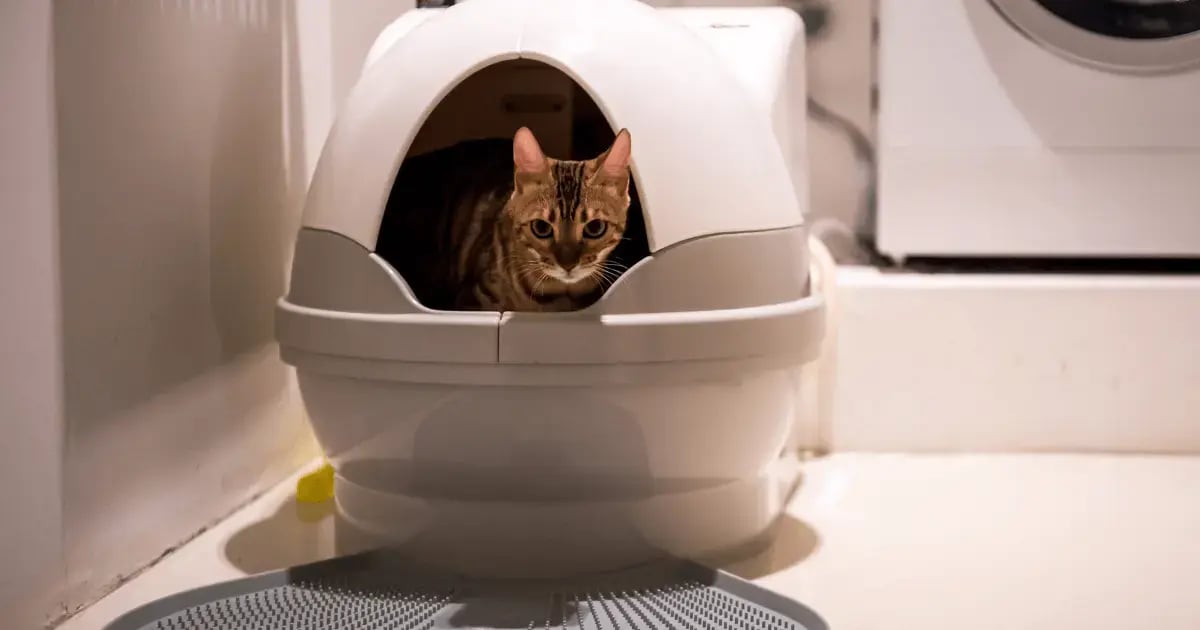 PET 52925 Automatic Litter Box BLOG