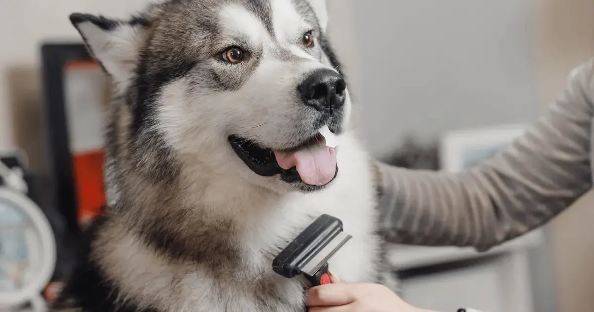 PET 52925 Dog Grooming Brush BLOG