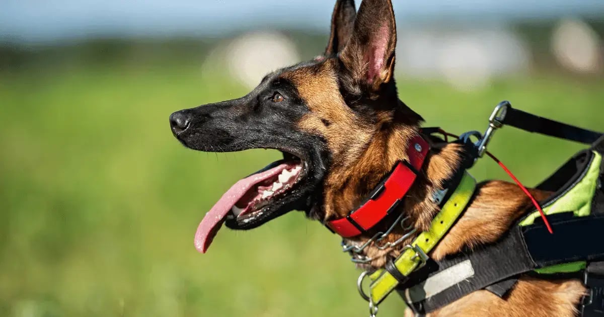 PET 52925 Dog Prong Collar BLOG