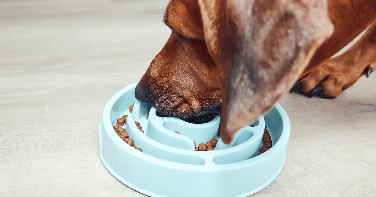 PET 52925 Slow Feeder Bowl BLOG