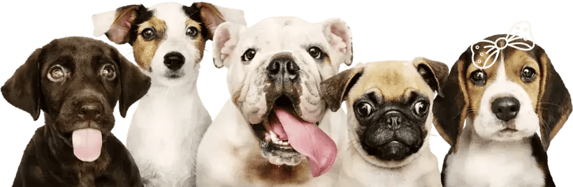 dogs
