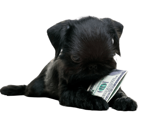 etailpet_dog eating money