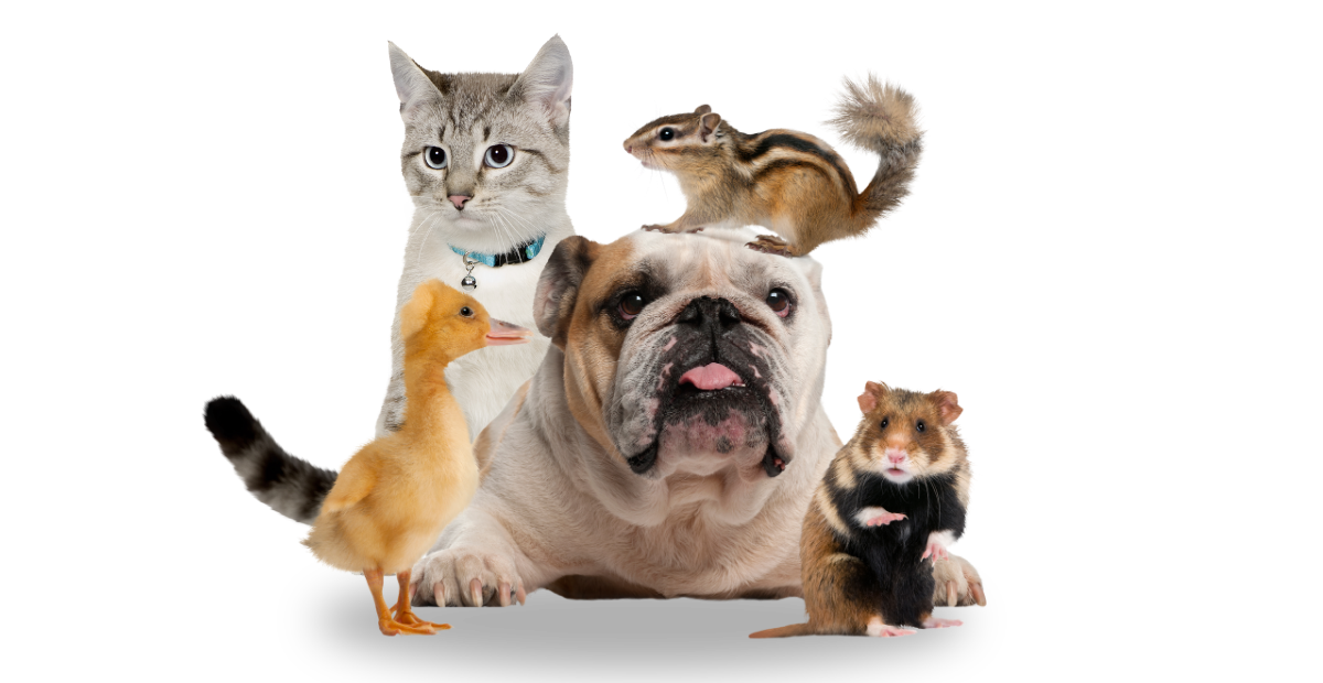pets transparent retail survey