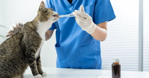 7 Pet Industry Trends To Watch in 2026