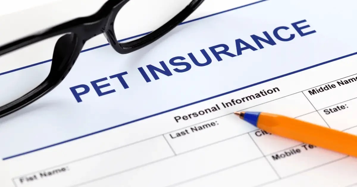 PET 111125 Pet Insurance BLOG
