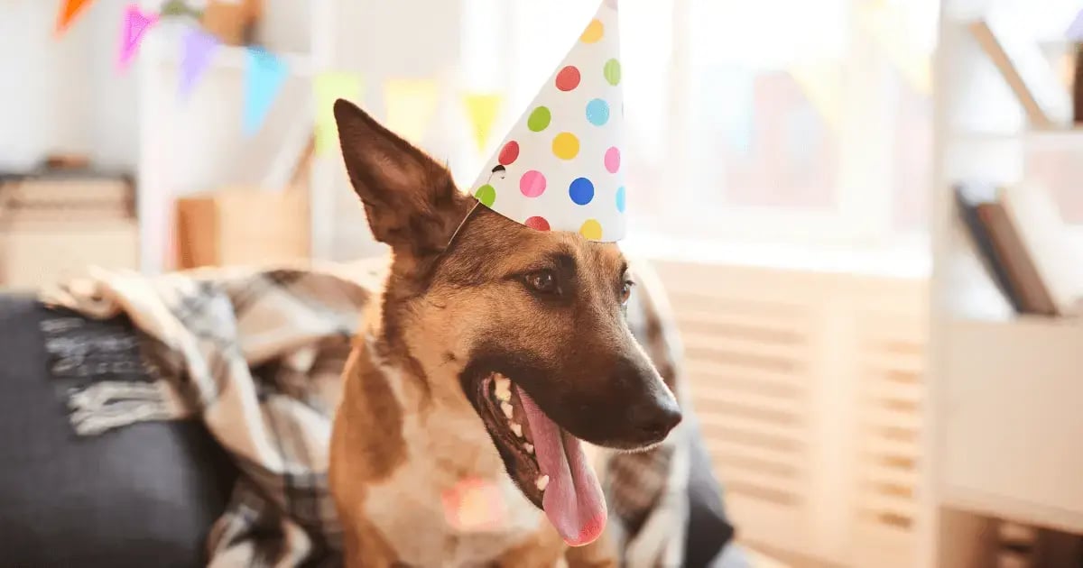 PET 111125 Pet Party BLOG