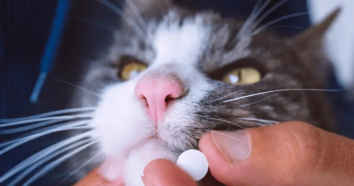 PET 111125 Pet Wellness Products BLOG