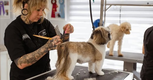 How To Grow Your Dog Grooming Business: 9 Marketing Tips