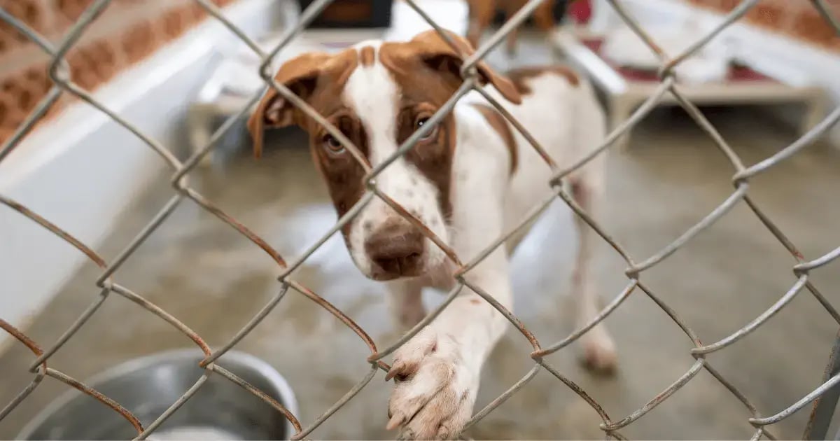 PET 51525 Animal rescues BLOG