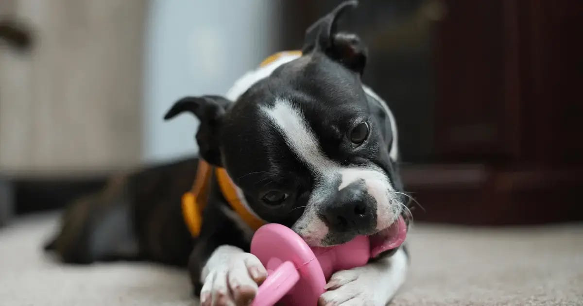 PET 51525 Pet of the week BLOG