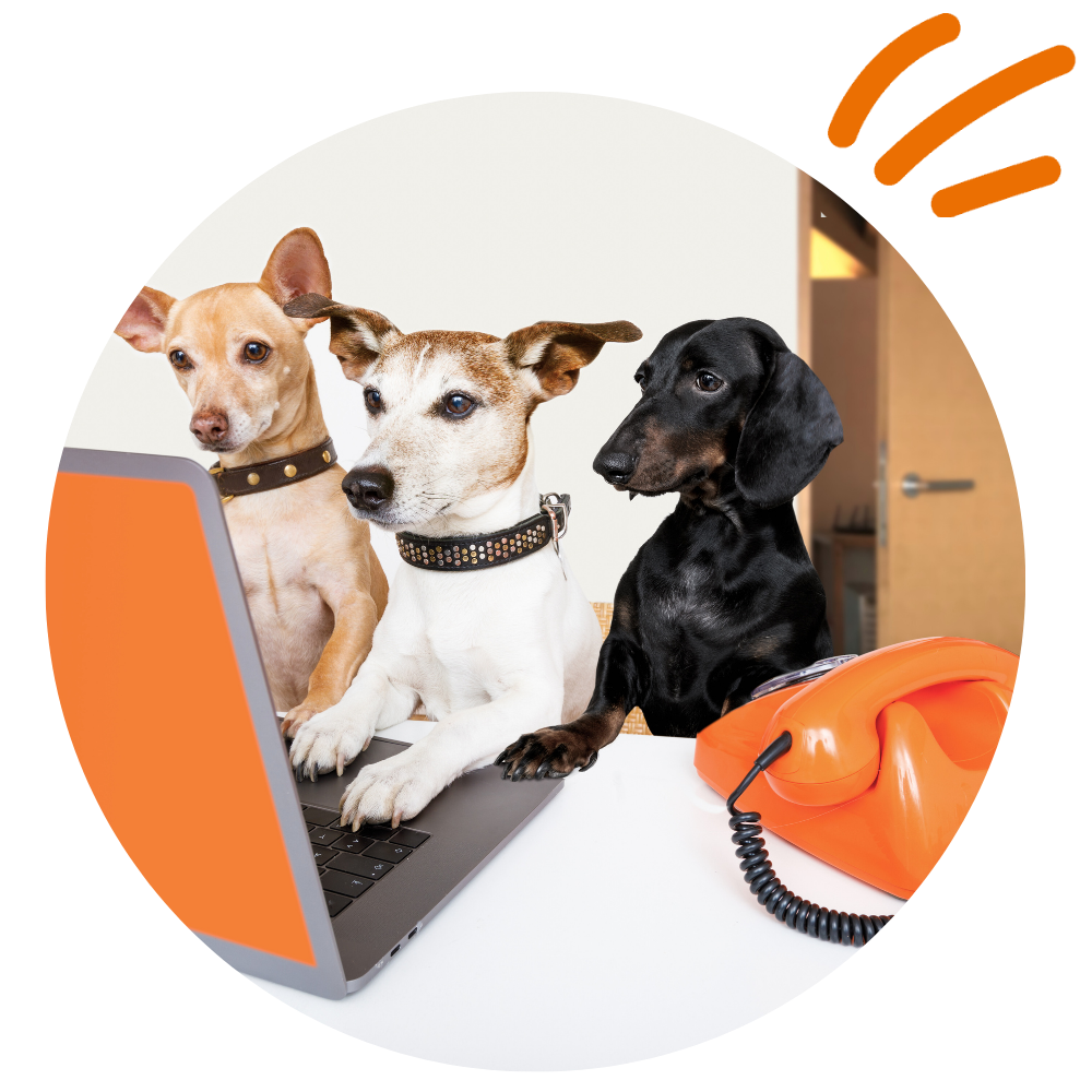 etailpet dogs working (1)