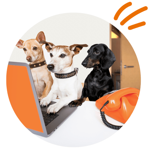 etailpet dogs working (1)