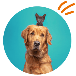 etailpet dogs working (3)