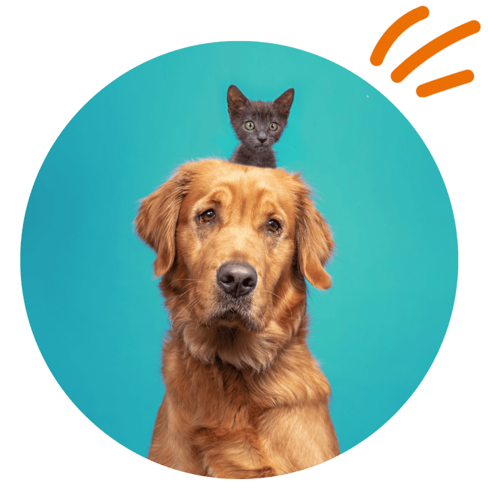 etailpet dogs working (3)