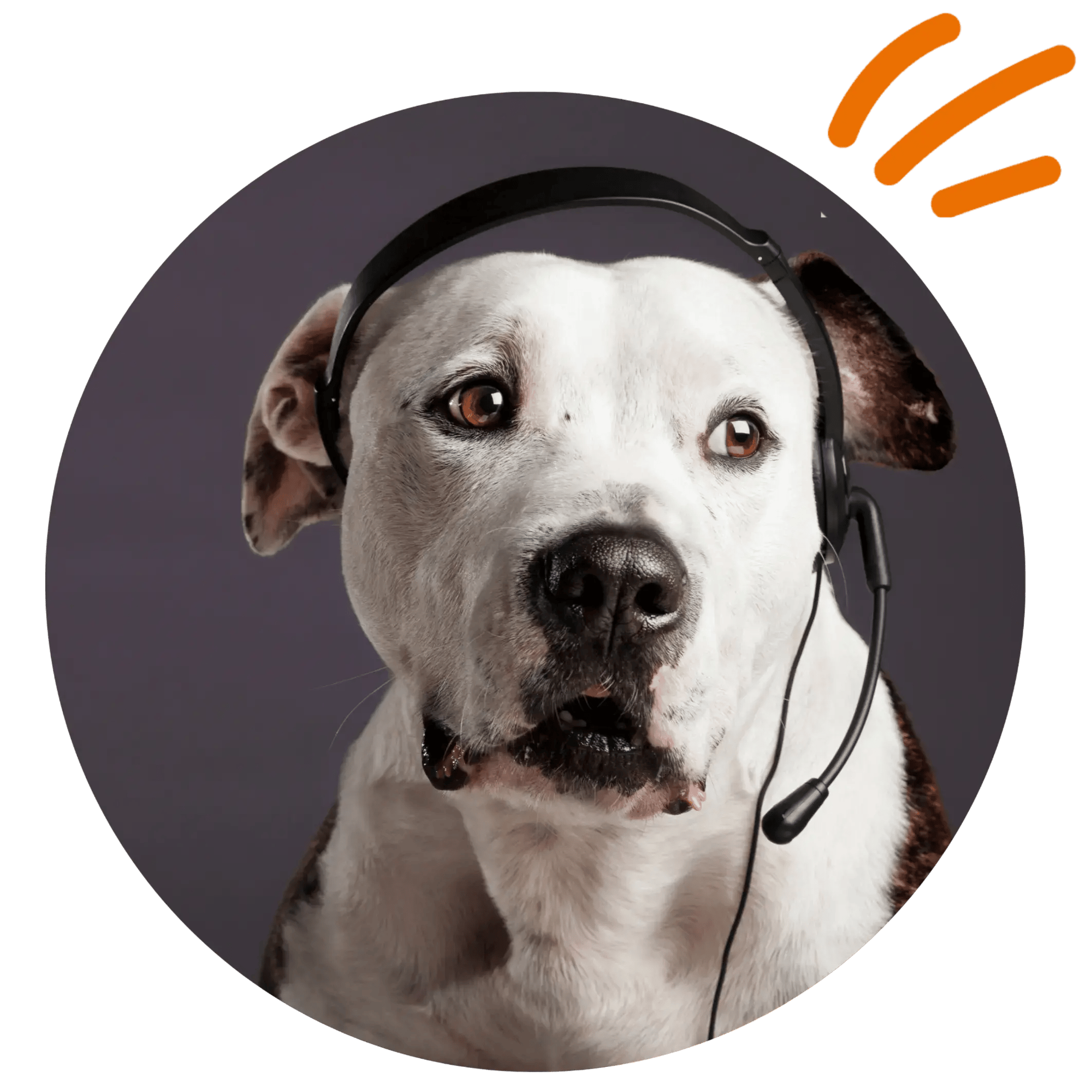 etailpet dogs working