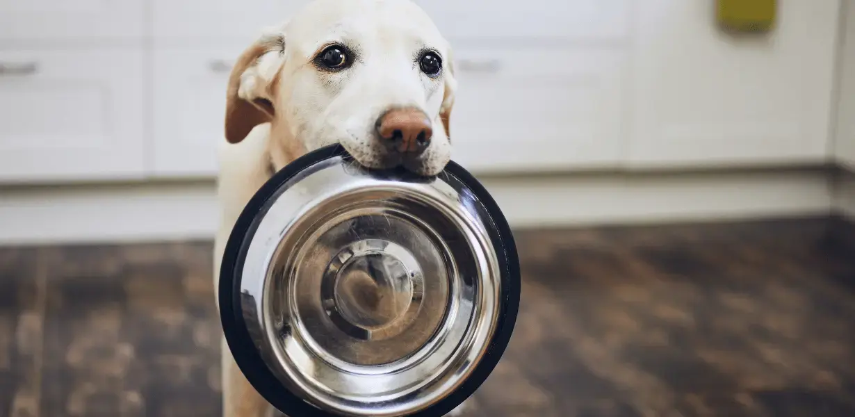 Dog holding food bowl