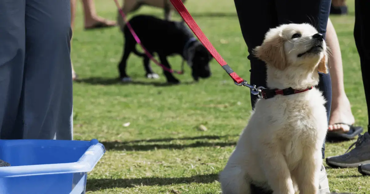 retail pet training