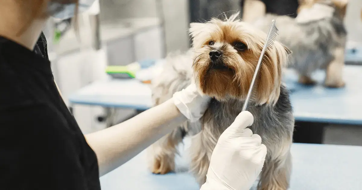 Dog being groomed