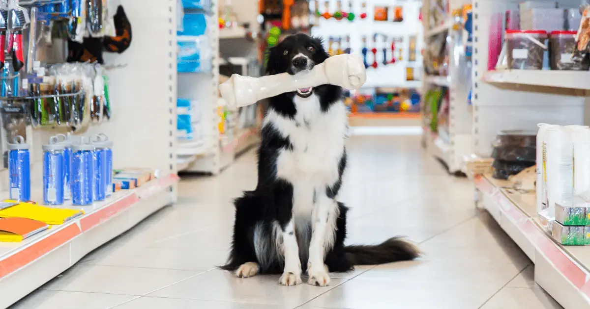 Dog in a pet store