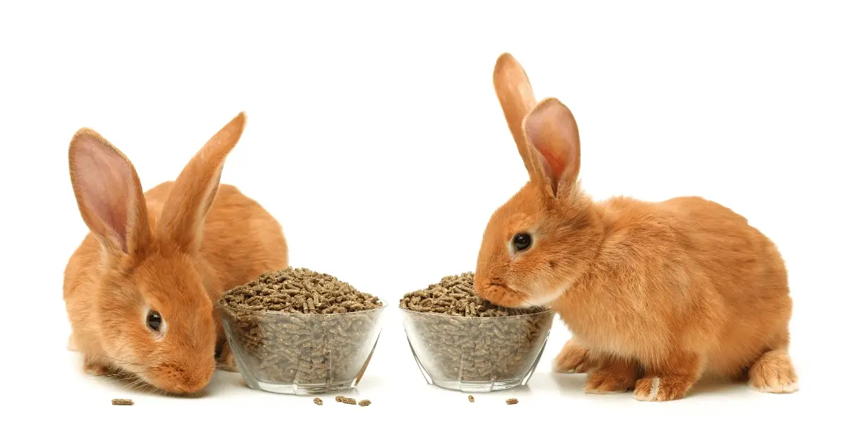 Two rabbits eating rabbit feed 