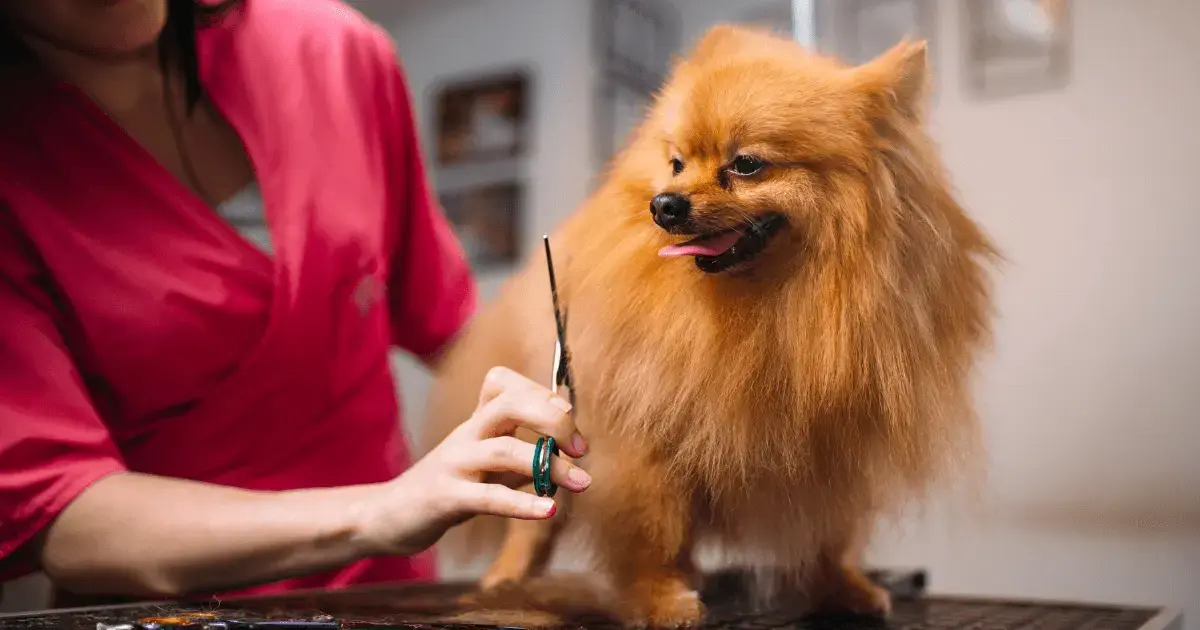 Woman grooming a dog