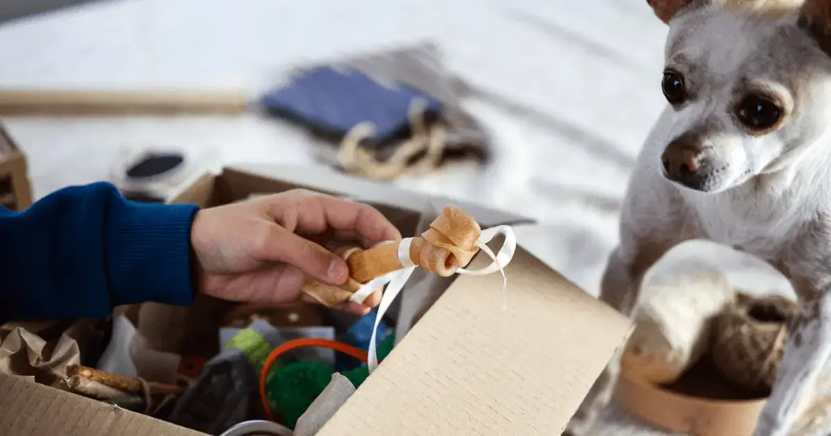 Person giving dog toys to their pet chihuahua