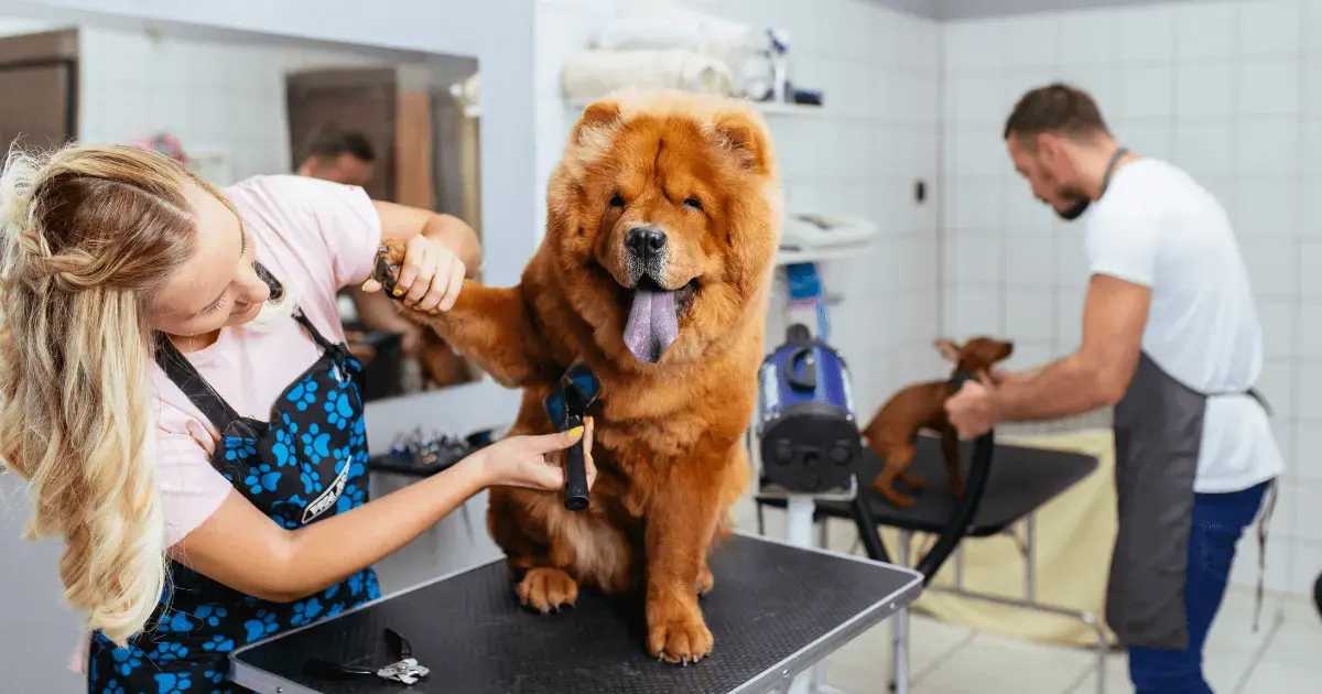 Female groomer trimming a chow chow 