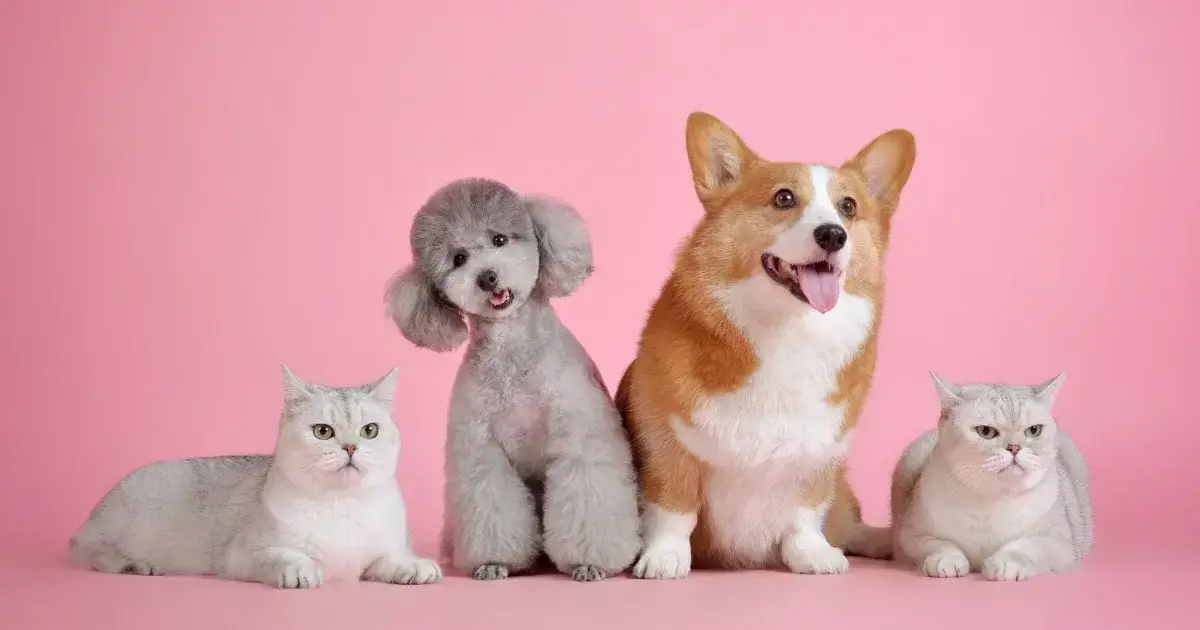 dogs and cats