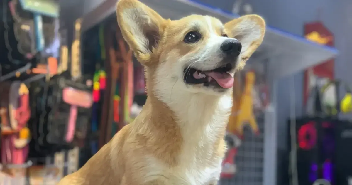 A dog sitting in front of a pet aisle