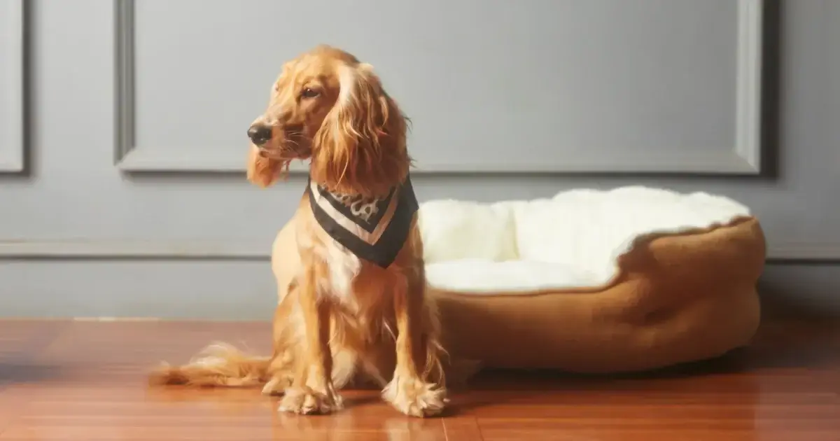 Dog next to their bed